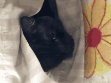 a black cat is hiding under a curtain