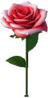 a pink rose with a green stem and leaves on a white background