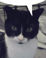 a close up of a black and white cat with a speech bubble above it