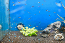 many small fish are swimming in a tank with a coral