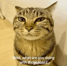 a cat with a caption that says wait what are you doing with those faces