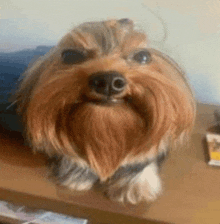 a yorkshire terrier with a beard is sitting on a table .