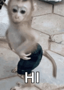 a baby monkey wearing shorts is standing on a tiled floor and says hi .