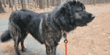 a large black dog on a leash stands in the woods