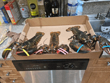 four lobsters are in a cardboard box with a bottle of ugg on the counter in the background