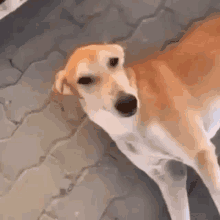 a dog is standing on a brick sidewalk and looking at the camera .