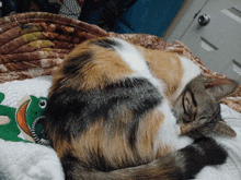 a calico cat sleeping next to a stuffed frog toy