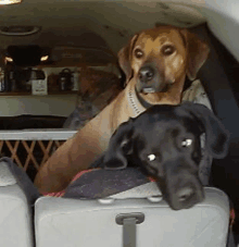 a brown dog and a black dog are in the back seat of a car