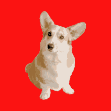 a corgi dog sitting on a red background