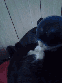 a black and white cat is wearing a blue hat