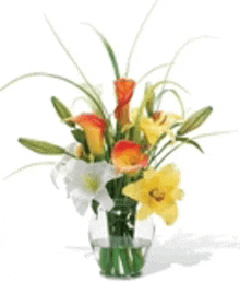 a vase filled with yellow and orange flowers on a white background .