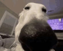 a close up of a dog 's nose looking at the camera in a living room .