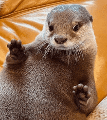 an otter is sitting on a couch with its paws up and looking at the camera .