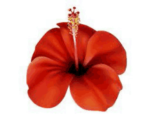 a close up of a red hibiscus flower on a white background