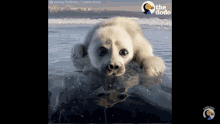 a seal puppy is laying on top of a rock in the water with the dodo logo in the corner