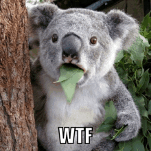 a koala bear with a leaf sticking out of its mouth and the word wtf underneath it