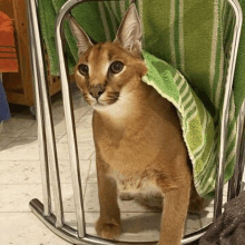 a cat is sitting in a chair with a green towel covering it .