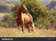 a brown horse is standing in a field of tall grass looking at the camera .