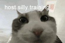 a close up of a cat 's face with the words `` host silly training '' written on the bottom .