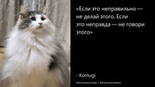 a picture of a fluffy cat next to a quote from komugi