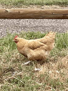 a brown chicken standing in the grass near a wooden post