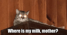 a cat is sitting on top of a wooden shelf and looking at the camera .