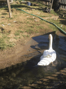 a white swan is swimming in a pond with a green hose nearby