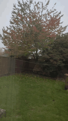 a tree with red leaves in a backyard