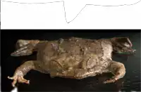 a picture of a frog with a black background