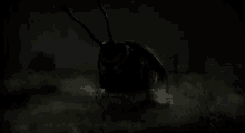 a bug is crawling in the dark with a car behind it