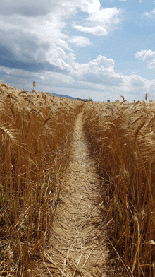 a dirt path winds through a wheat field on a cloudy day