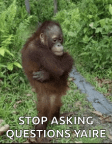 a baby orangutan is standing in the grass with the words `` stop asking questions yaire '' written on the bottom .