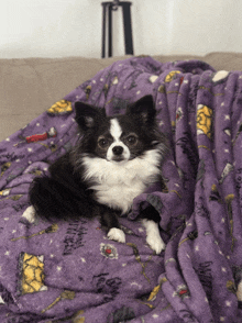 a small black and white dog laying on a purple blanket that says harry potter on it