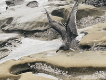 a seagull is flying over a rocky beach near the ocean