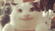 a white cat with a smile on its face looks at the camera