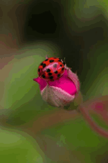 a ladybug is sitting on top of a pink bud