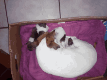 three puppies are laying in a cardboard box on a purple blanket