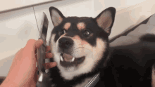 a black and brown dog laying down with a person holding a knife in its mouth