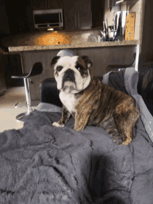 a brown and white dog is sitting on a blanket in a kitchen