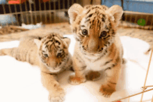 two tiger cubs are laying on a white blanket