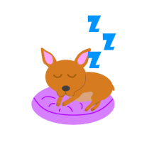 a brown dog is sleeping on a purple pillow with a blue zzz sign above it