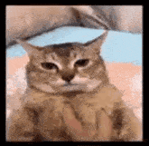 a cat is being petted by a person .