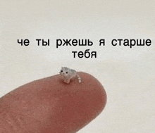 a small hamster is sitting on a person 's finger with a caption in russian .