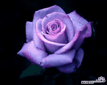 a close up of a purple rose with a black background