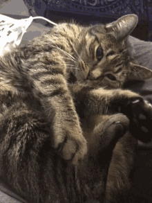 a close up of a cat laying on a bed with a blanket that says ' i love you ' on it