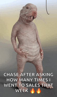 a picture of a naked mole rat with the words chase after asking how many times i went to sales that week