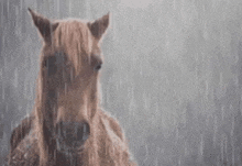 a brown horse is standing in the rain .