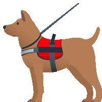 a brown dog wearing a red vest and harness