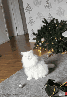 a fluffy white cat sits on a carpet next to a christmas tree