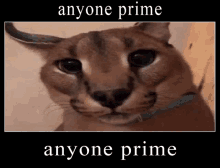 a close up of a cat with the words `` anyone prime anyone prime '' on it .